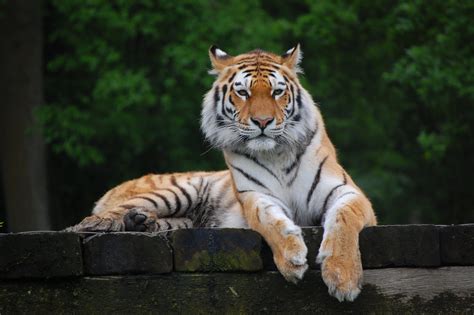 Royal Bengal Tiger Bangladesh National Animal – Wallpapers9