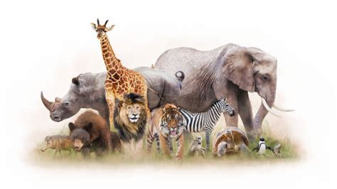 Royalty Free Zoo Animals Pictures, Images and Stock Photos ...