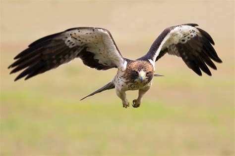 Rubén Cebrián   Fotografía de naturaleza: De nuevo con el águila calzada