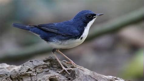 Ruiseñor azul | Aves Exóticas