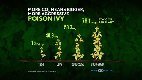 Rukavina s Extreme Weather and Climate Blog: Poison Ivy ...