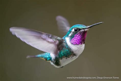 Rumbito  Chaetocercus mulsant  Macho | Fotos de colibri, Colibrí fotos ...