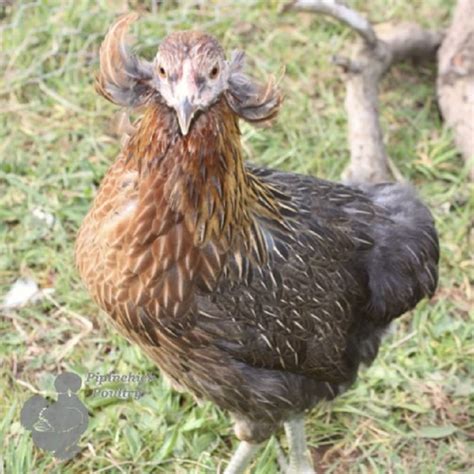 Rumpless Araucana For Sale | Buy Araucana Chickens Online | UK