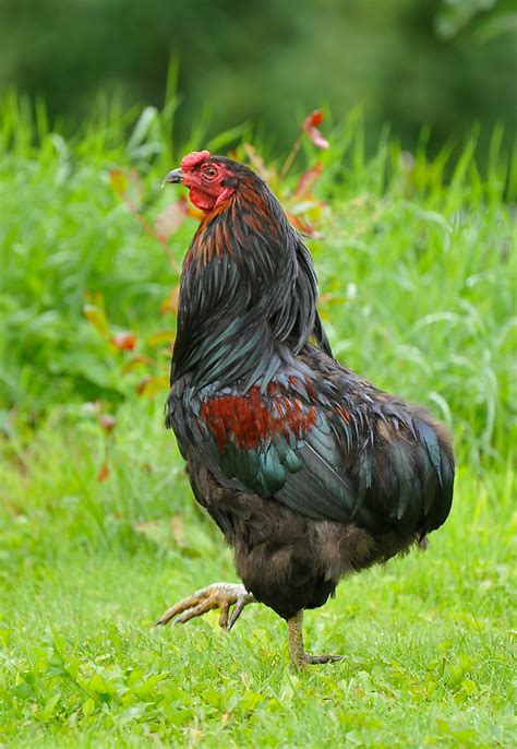 Rumpless Araucana  Tufted  For Sale | Chickens | Breed Information | Omlet