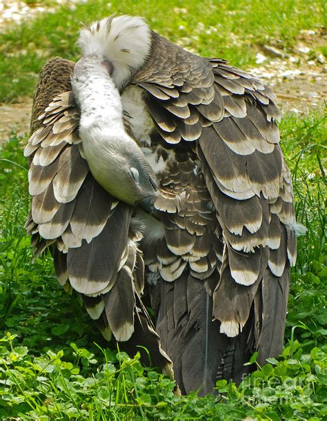 Ruppell s Griffon Vulture   Feather Dusting Photograph by ...