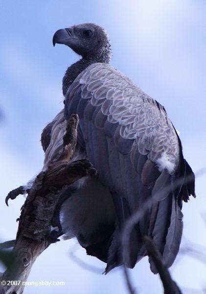 Ruppell s Vultures  Gyps rueppelli