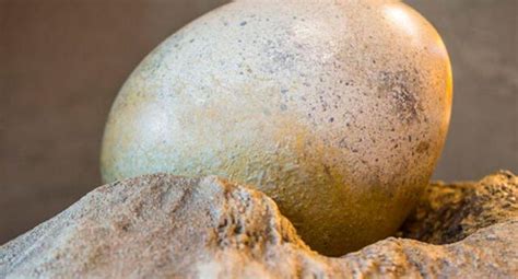 Rusia | Venden huevo de dinosaurio con un embrión fosilizado en su ...