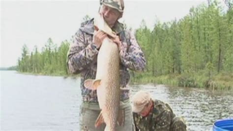 Russian president Vladimir Putin kisses giant fish: Putin ...