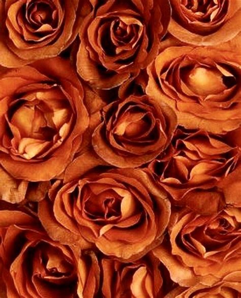 Rust Orange roses | Broken rose, Orange aesthetic, Orange ...