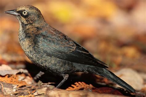 Rusty blackbird   Wikipedia
