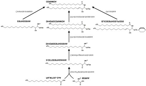 Rutas principales de la síntesis de ceramida. | Download ...