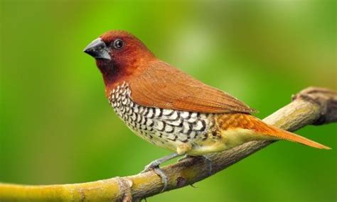 √ 7 Different Types Of Finches | Finches bird, Beautiful ...