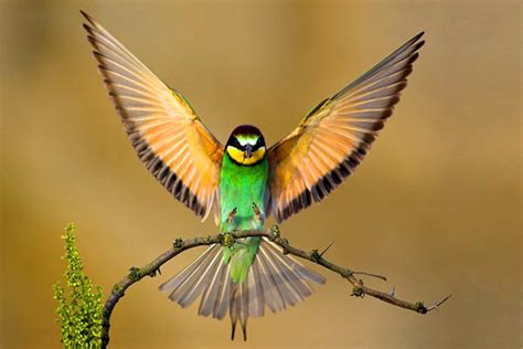 √ Birds HD Wallpapers   wallpaper202