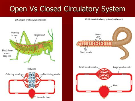 ️ Closed circulatory system. Circulatory System ...
