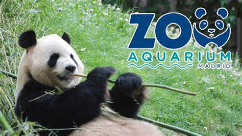 ᐅ Cómo contactar con Zoo Madrid ️ » Contactar Atención al ...