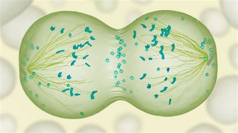 ᐅ ¿Cómo funciona la mitosis celular? ️ » Cómo Funciona