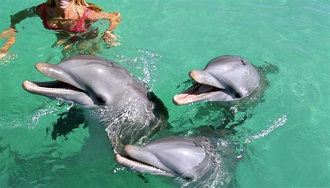 ⃟ ¿Cómo obtienen su alimento los delfines rayados ...