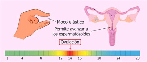 ⇒ Cómo saber los días más fértiles con un test de ovulación