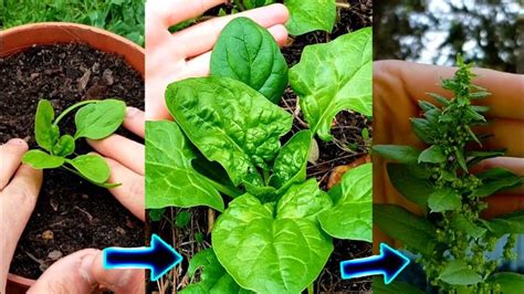 ⇨ Como sembrar espinacas en maceta ⇨ Huerta Forestal