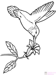 磊 Dibujos de Aves【+250】Lindos y faciles