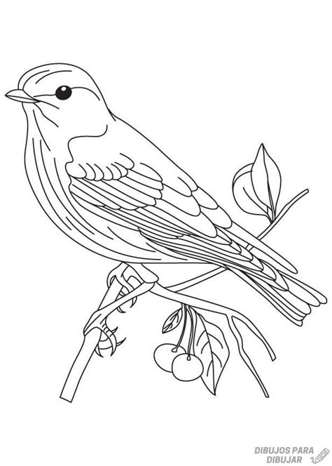 磊 Dibujos de Aves【190】Lindas y a lápiz