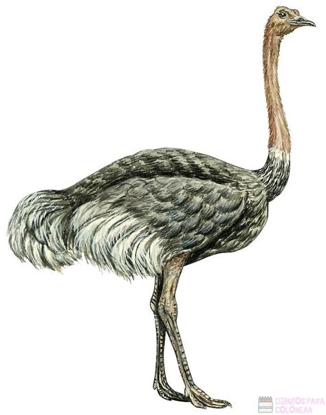 磊 Dibujos de avestruz【+250】Lindos y faciles
