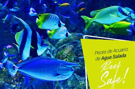 ︎ Peces de Acuario de Agua Salada “Reef Safe” | Casa De ...