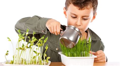 ⊛ Plantas para Niños ⇒ ¿Las Más Fáciles De Cuidar? ️