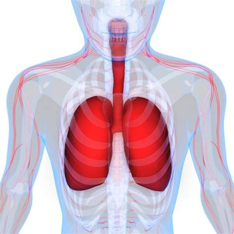 ᐈ Sistema respiratorio humano imágenes de stock, fotos aparato ...