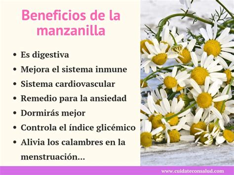 【10】 Beneficios de la Manzanilla para la Salud