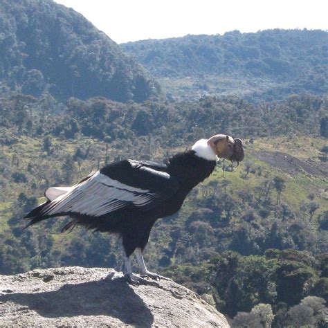 ¿Sabe cuál es el ave nacional de Colombia? Descubrelo aquí