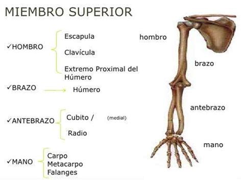¿Sabe cuántos huesos tiene el cuerpo humano? Descúbralo aquí
