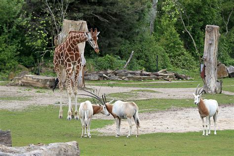 Säbelantilope: Im Zoo Leipzig hautnah erleben