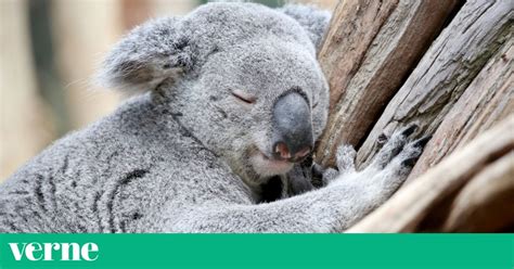 ¿Sabes cómo duermen los animales? | Verne EL PAÍS