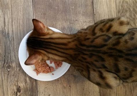 ¿Sabes cual es el mejor alimento para gatos? Dales siempre ...
