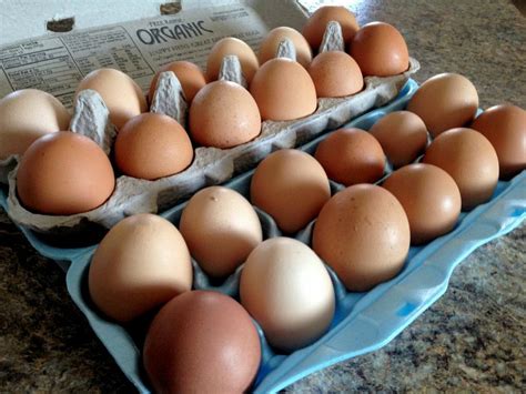 ¿Sabes qué huevos compras?: aprende a leer su etiquetado | Cocina