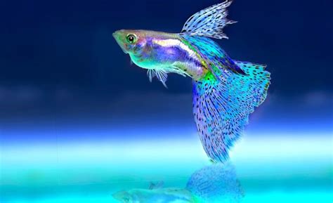 ¿Sabía que los primeros vertebrados fueron peces? | BIG FISH | 360°