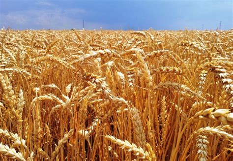 Sabias algo que..: «El trigo es el cultivo de invierno más importante ...