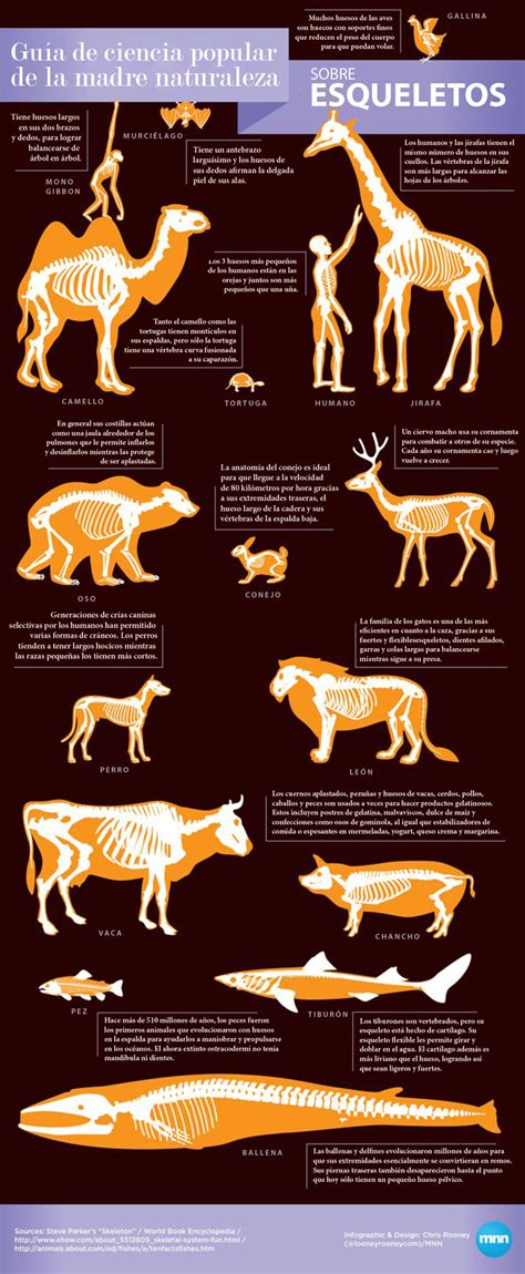 Sabias esto de los Huesos de los Animales?   Taringa!