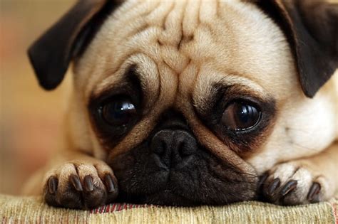 ¿Sabías que las mascotas también se deprimen? | Bezzia