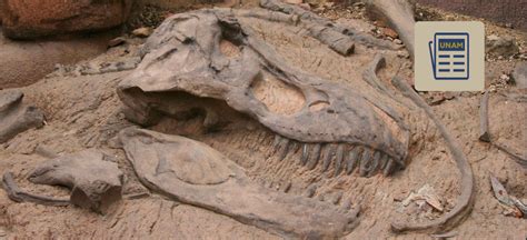 ¿Sabías que los huesos fósiles de dinosaurios revelan algunas de sus ...