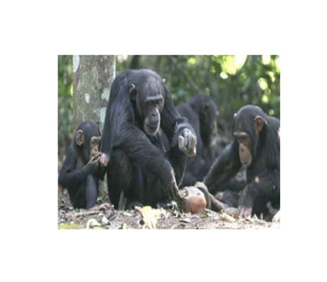 ¿Sabías que los monos que comen frutas tienen un cerebro más grande ...