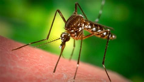 ¿Sabías que los mosquitos tienen dientes? | Curiosidades de la Web ...
