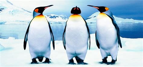 ¿Sabías que los pingüinos tienen rodillas?   Modo Fun