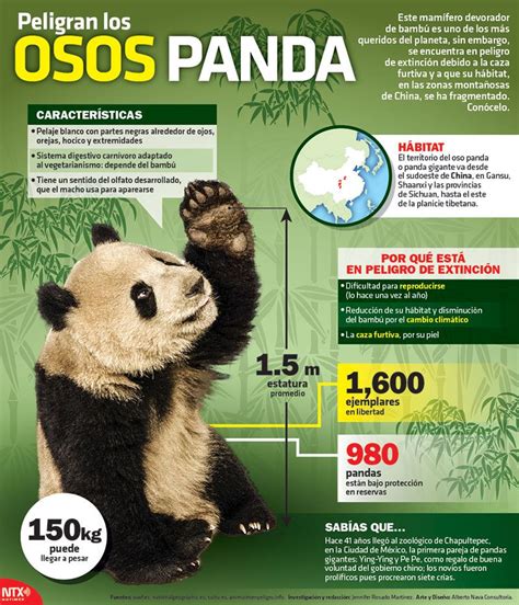 ¿#SabíasQué un Oso Panda llega a pesar 150Kg.? Conoce más ...