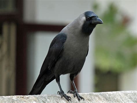 Safari Ecology: Indian house crows and invasive aliens