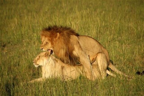 Safari en África, precio y consejos