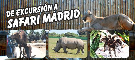 Safari Madrid | Saludhable