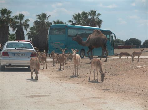 Safari Madrid, un trocito de África en Aldea del Fresno ...