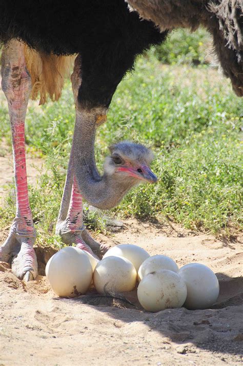 Safari Ostrich Farm | Ostrich Egg Predators